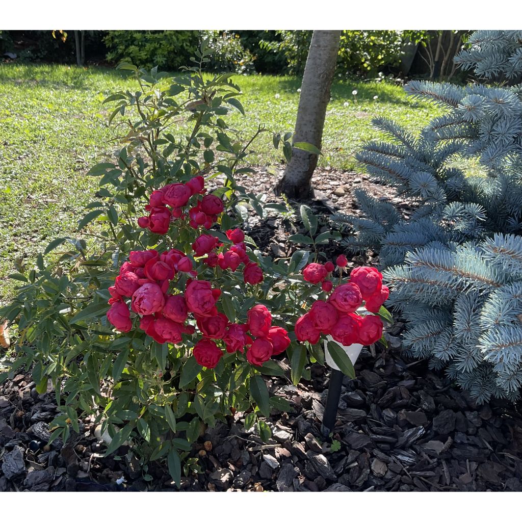 Rosa x polyantha KOSTER 'Fête des Mères' - Miniature Rose 