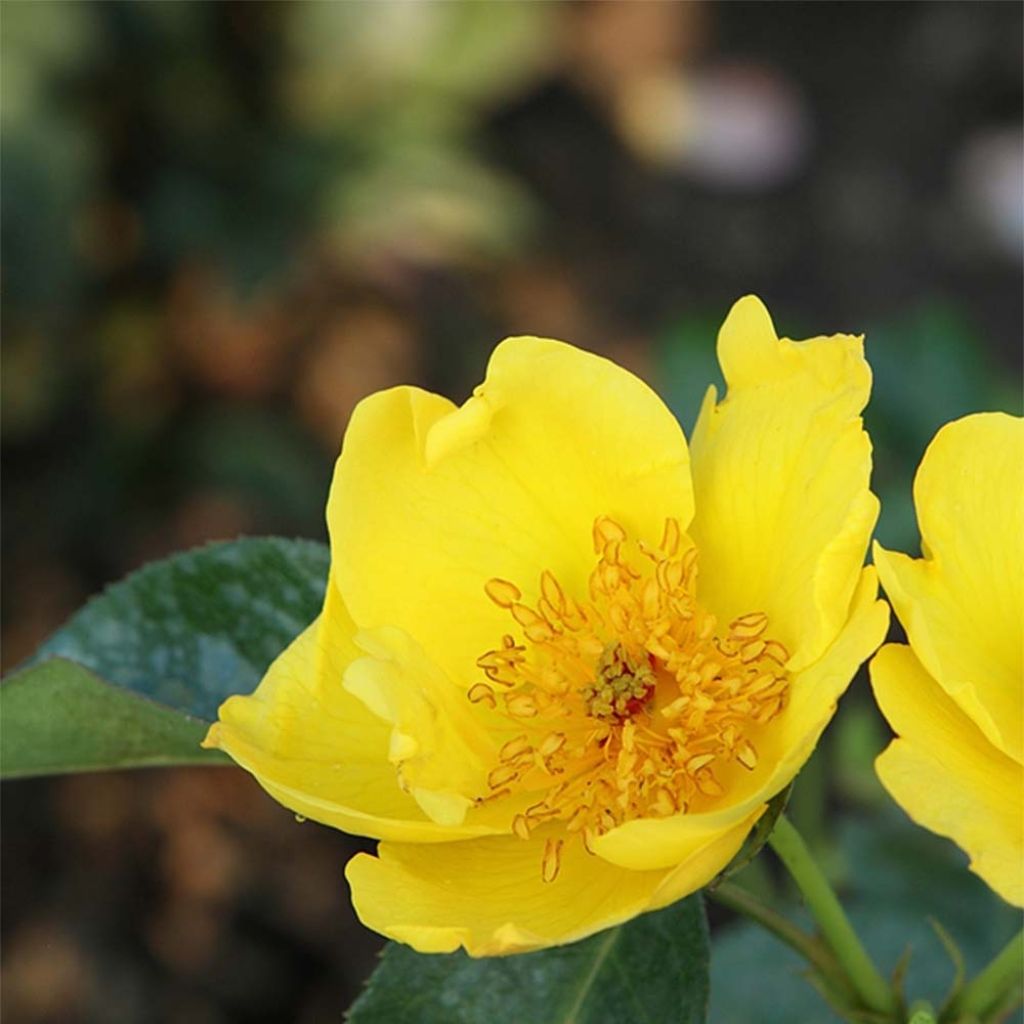 Rosa x polyantha Lemon Fizz - Polyantha Rose