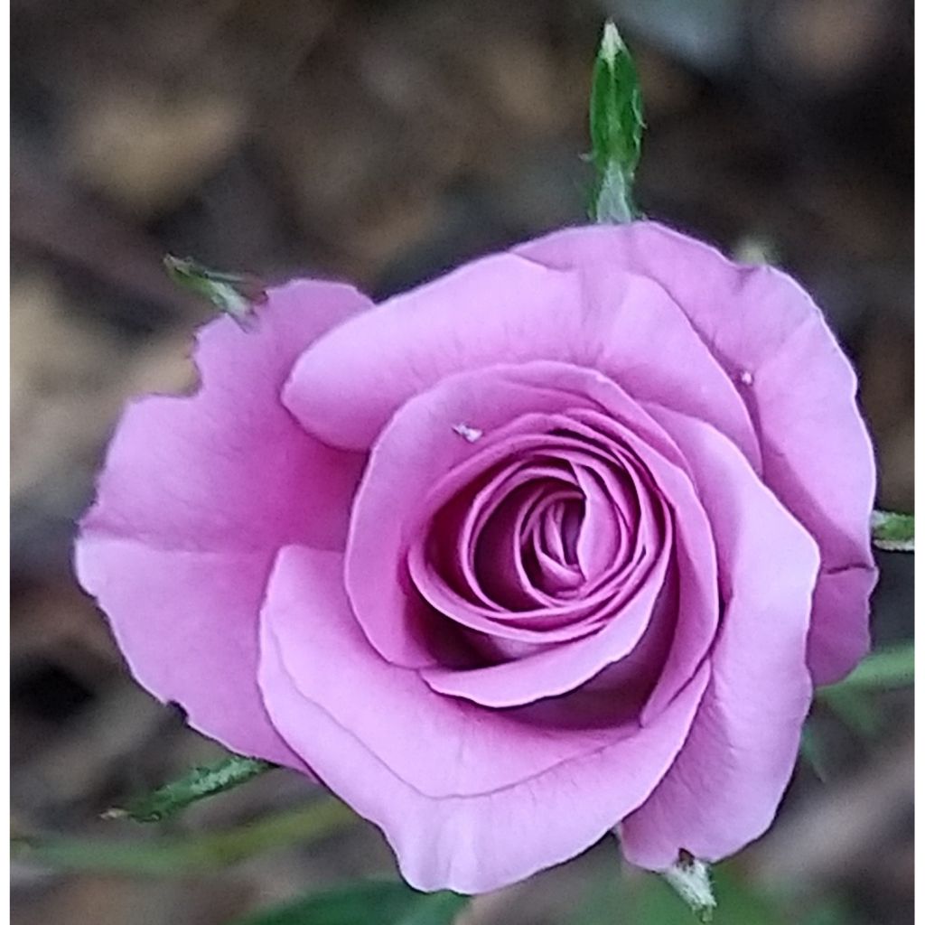 Rosa x polyantha Meillandina Lavender - Dwarf Rose