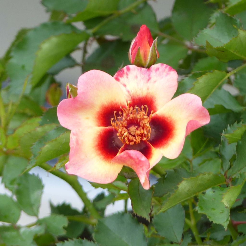 Rosa x persica 'Pastel Babylon Eyes' - Miniature Rose
