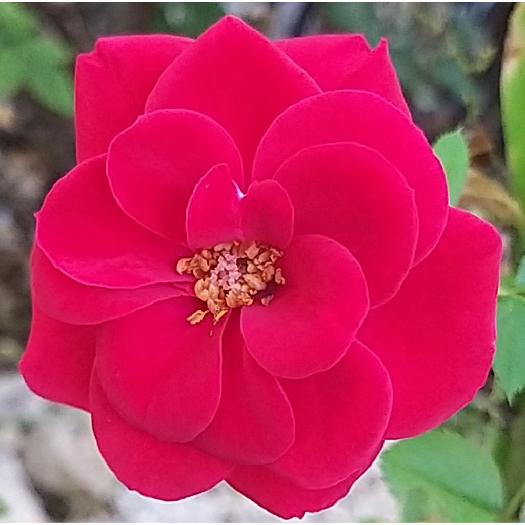 Rosa x polyantha Ruby Ruby - Polyantha Rose