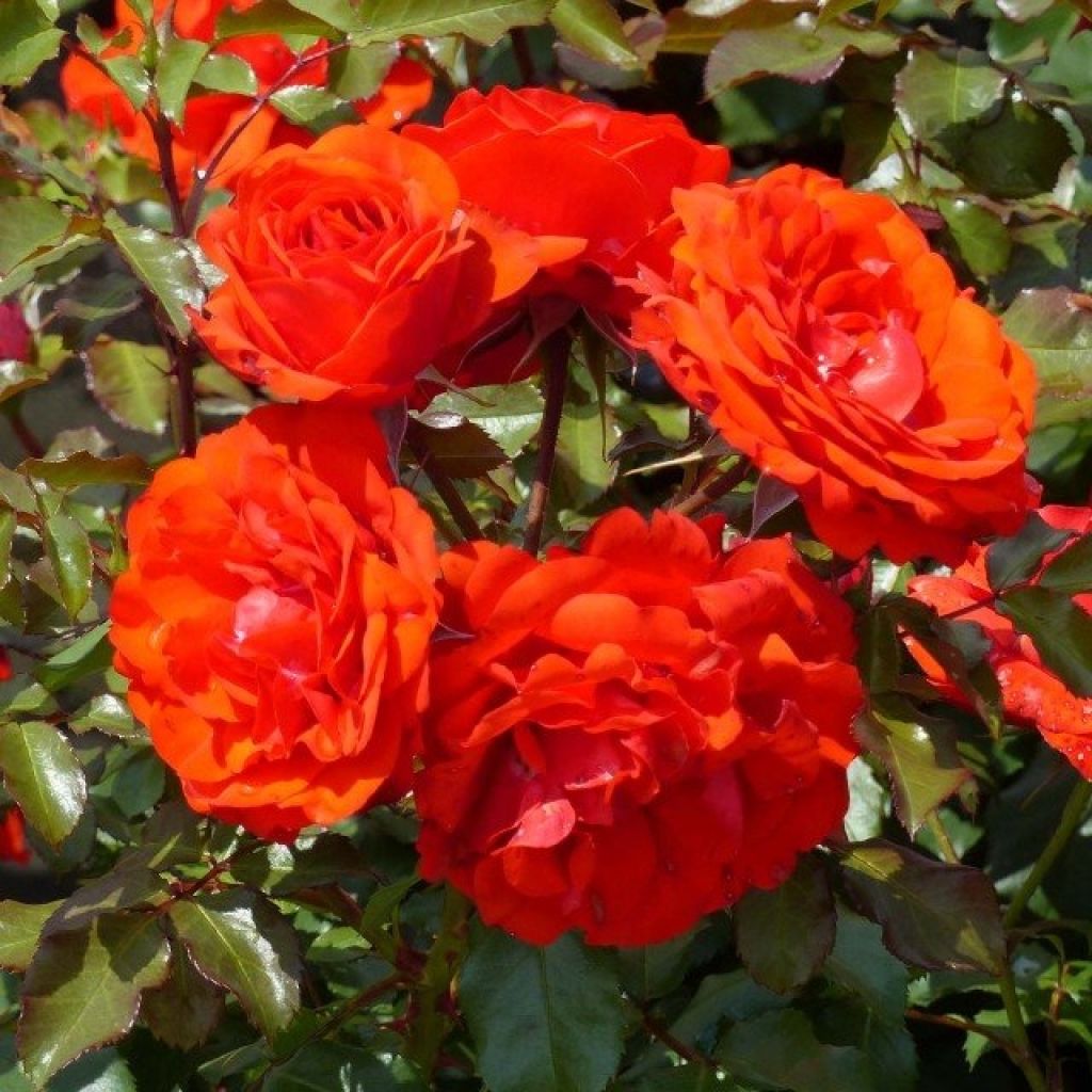 Rosa x floribunda Remembrance Harxampton - Standard Rose