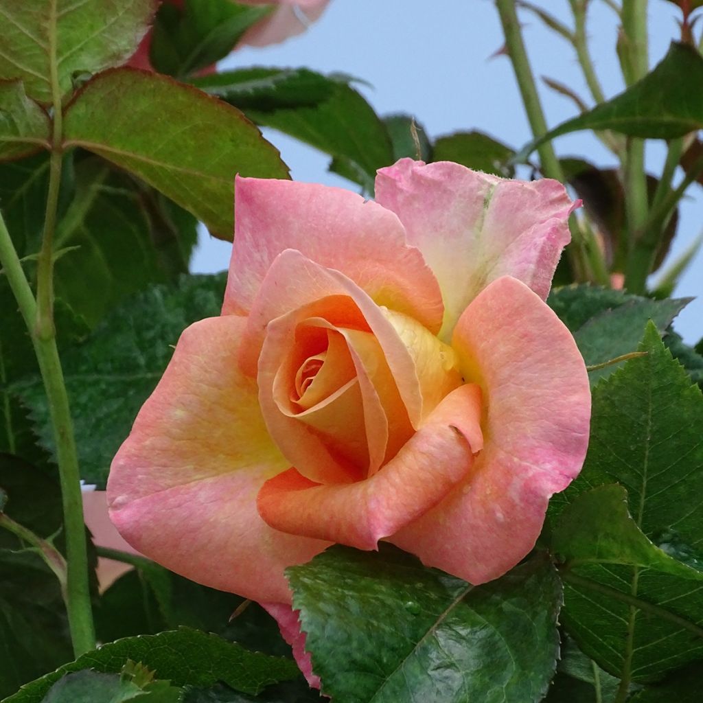 Rosa x floribunda 'Rochemenier Village' - Standard Rose
