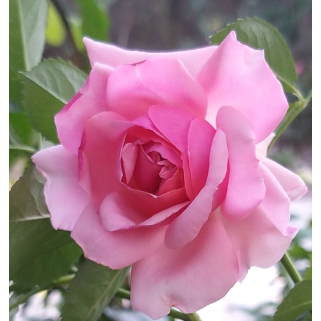 Rosa x floribunda 'Côté Jardin' - Standard Rose