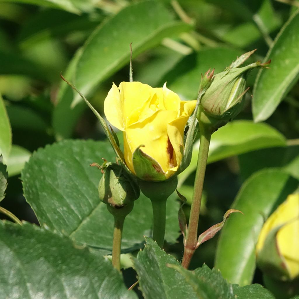 Rosa x floribunda 'Friesia' - Standard Rose - 90/100cm