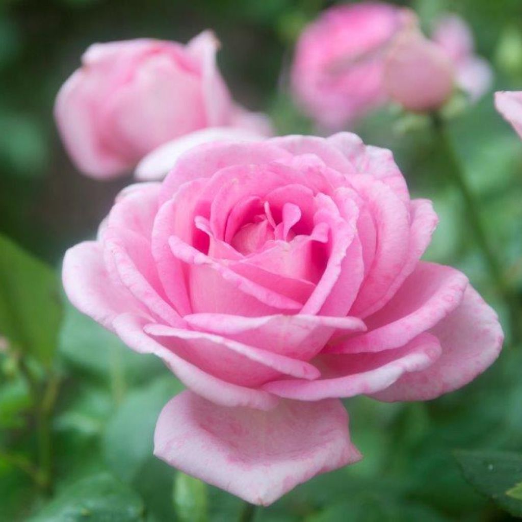 Rosa 'Gérard Depardieu' - Standard Rose