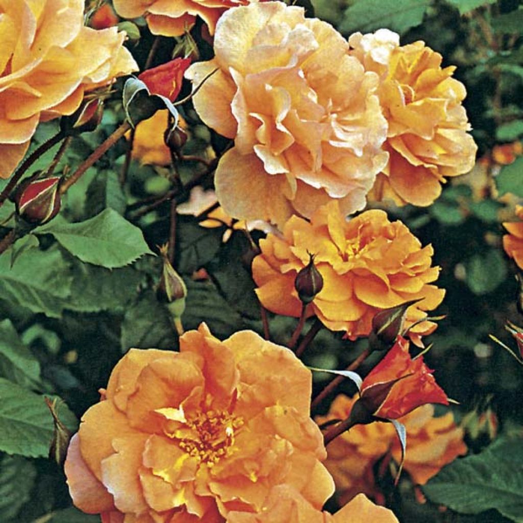Rosa  Westerland (Korwest) - Hybrid Shrub Rose