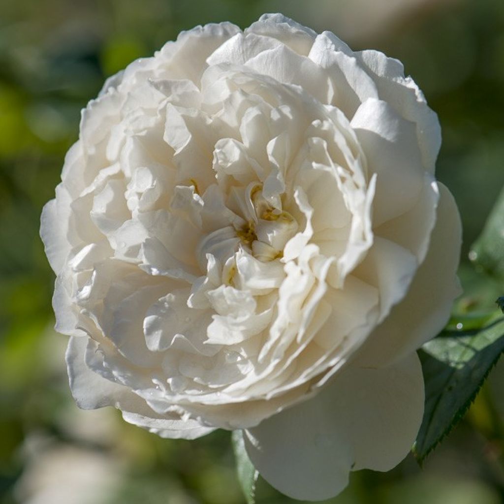 Rosa 'William and Catherine' - English Rose