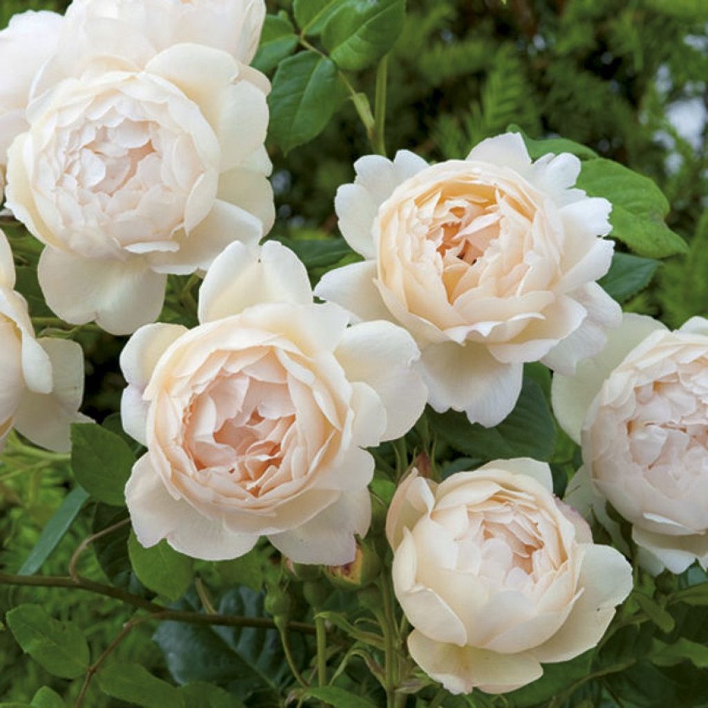 Rosa 'Wollerton Old Hall' - Climbing Rose