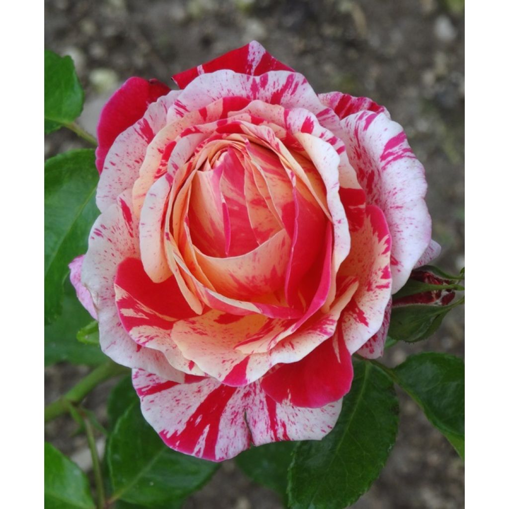 Rosa x floribunda Abracadabra - Floribunda Rose