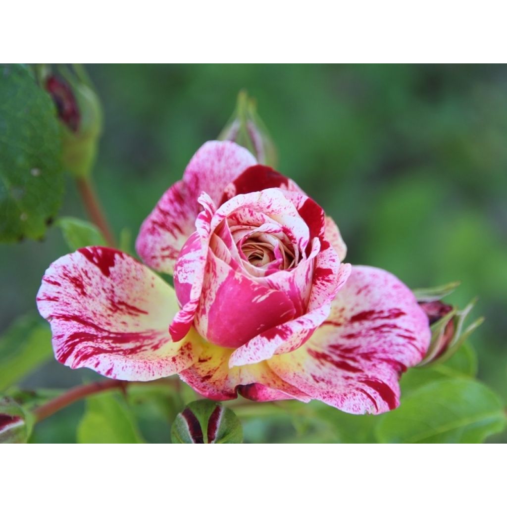 Rosa x floribunda Abracadabra - Floribunda Rose