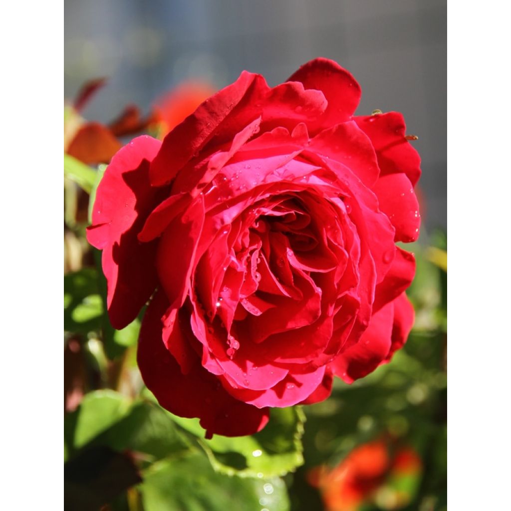 Rosa 'Dame de Coeur'