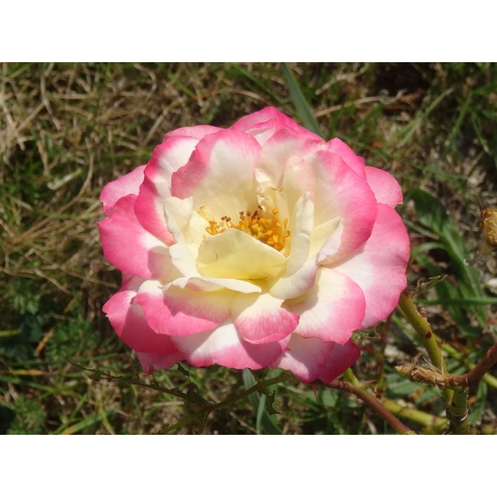 Rosa x floribunda Laminuette