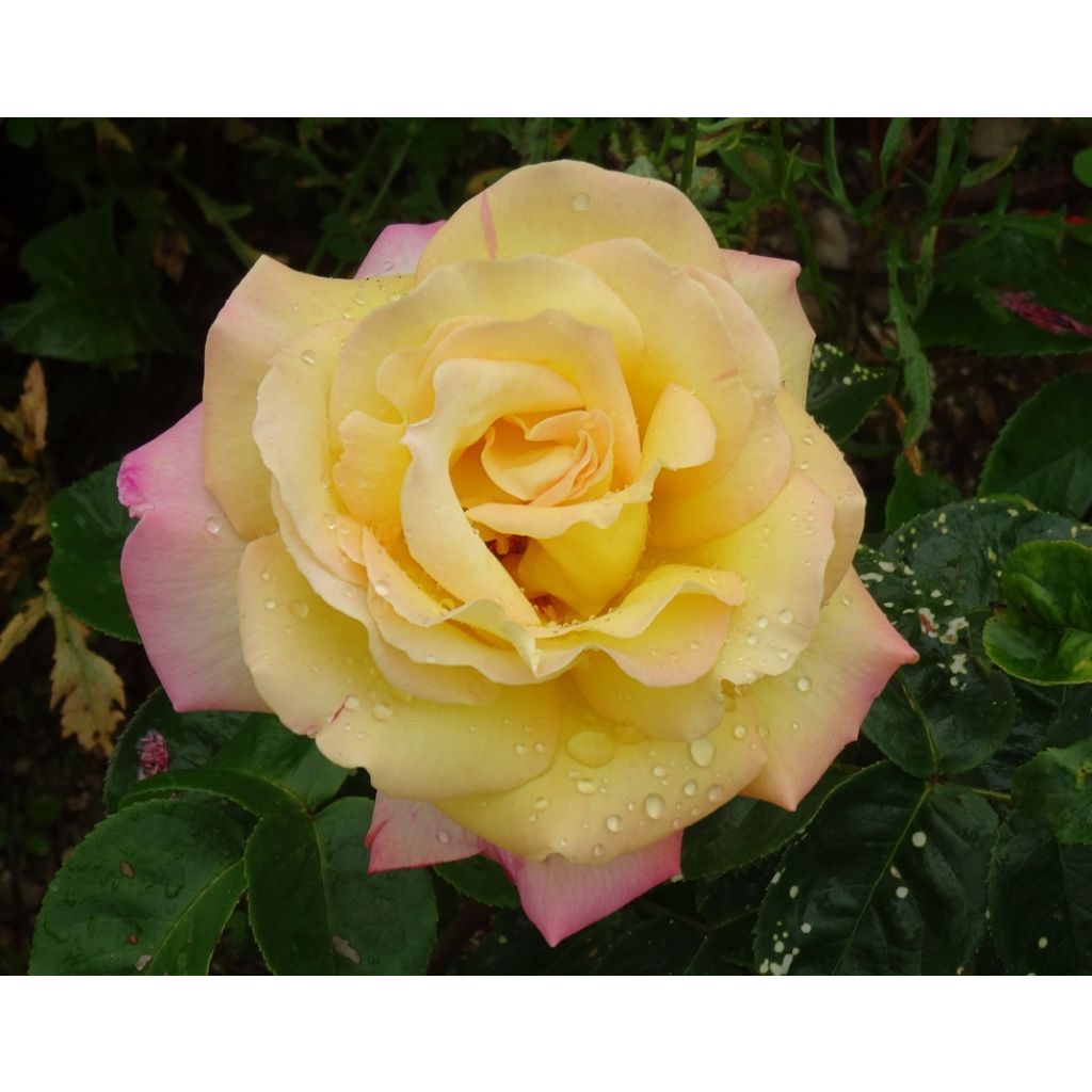 Rosa 'Madame A. Meilland' - Peace Rose - Hybrid Tea Rose