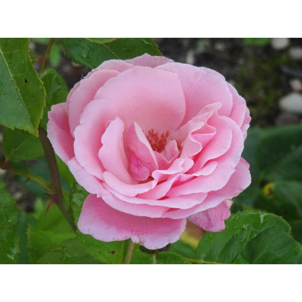 Rosa  Queen Elizabeth - Hybrid Tea Rose