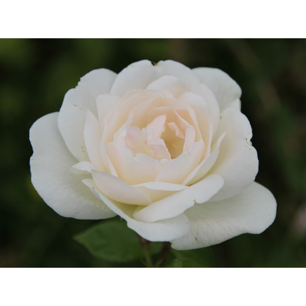 Rosa White Symphony - Hybrid Tea Rose
