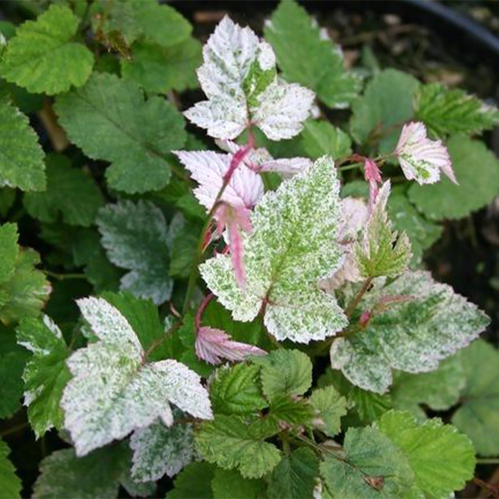 Rubus microphyllus Variegatus