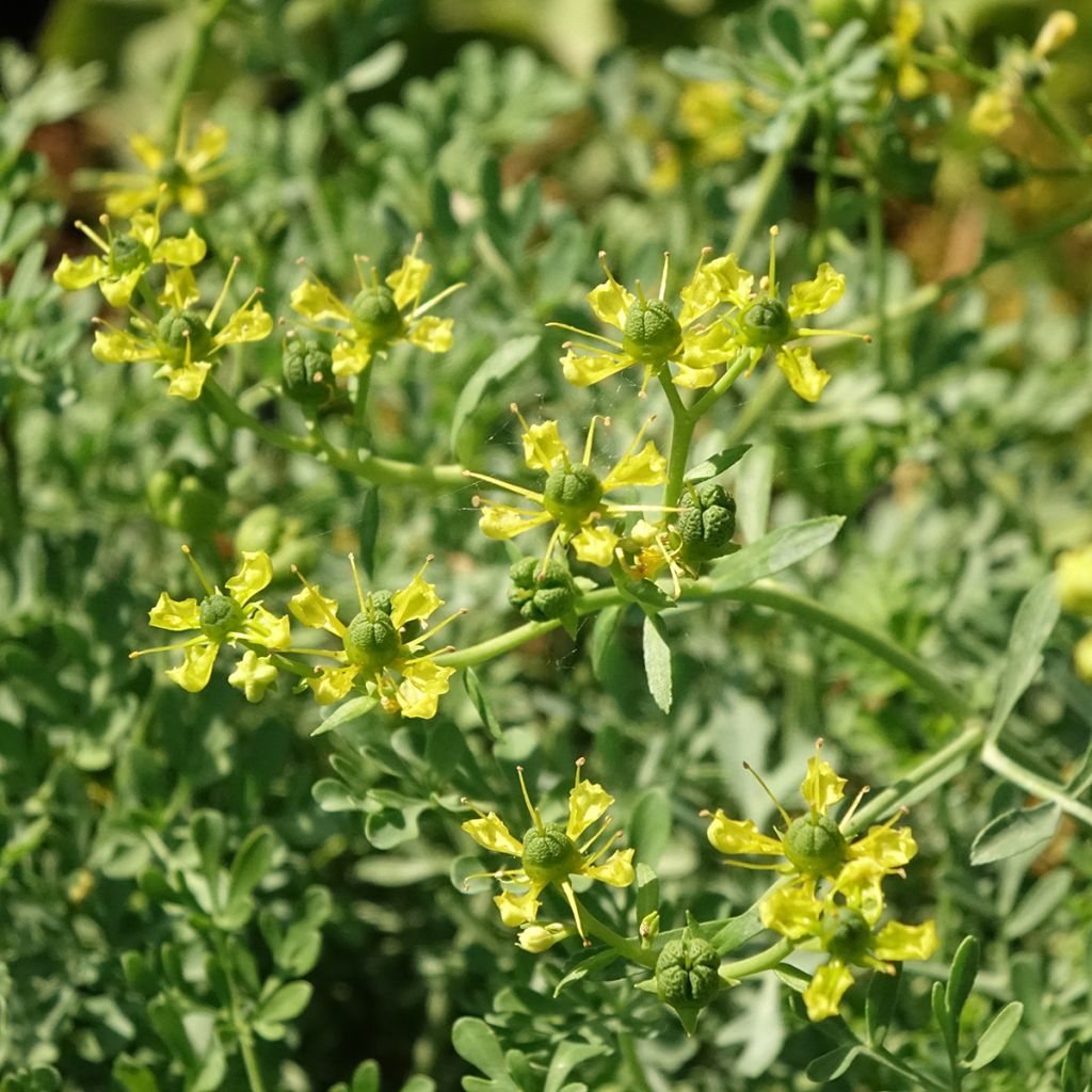 Ruta graveolens