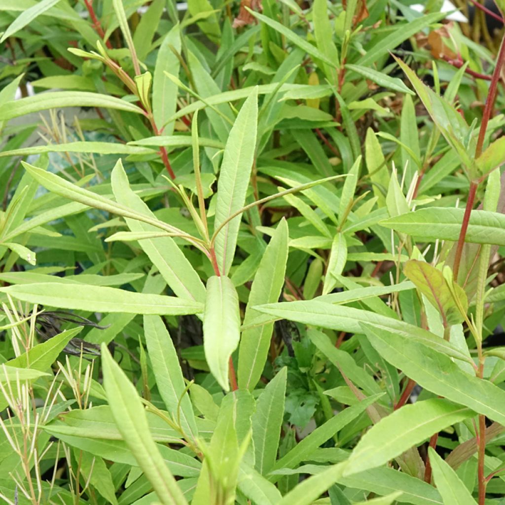 Salix sachalinensis Sekka - Sachalin Willow
