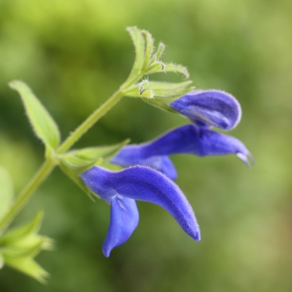 Salvia patens Royal Blue
