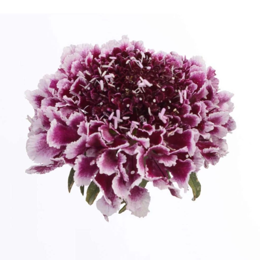 Scabiosa atropurpurea Cherry Vanilla Scoop