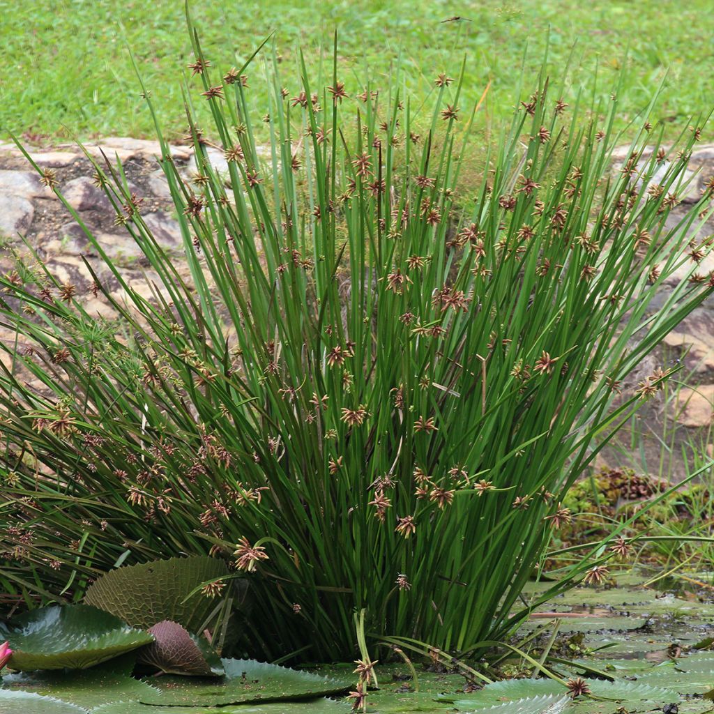 Scirpus mucronatus 