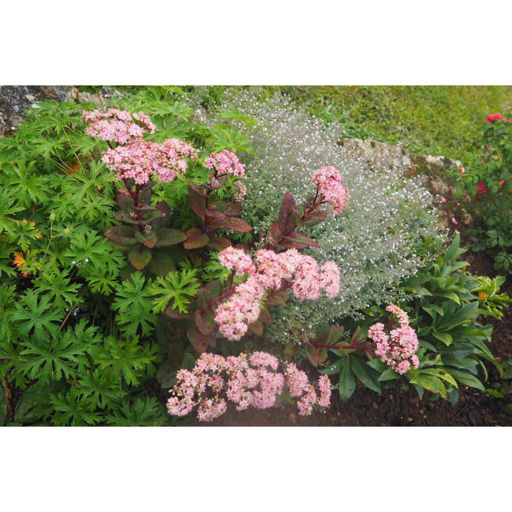 Sedum Matrona - Autumn Stonecrop