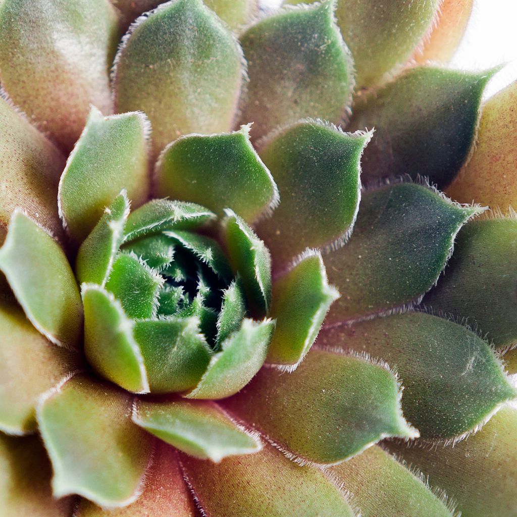 Sempervivum Ruby Star