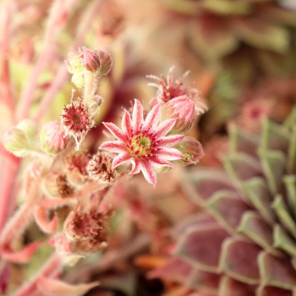 Sempervivum Ruby Star