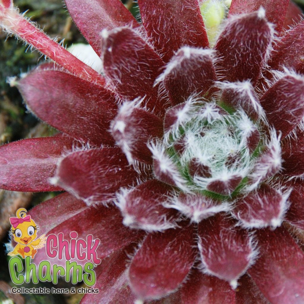 Sempervivum Chick Charms Cosmic Candy