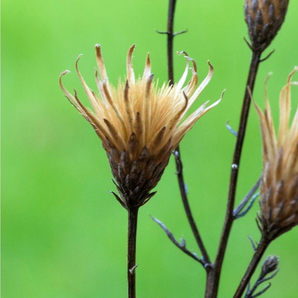 Serratula tinctoria var. seoanei