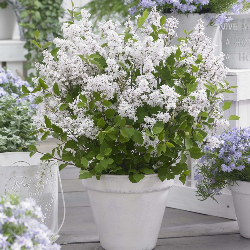 Syringa meyeri Flowerfesta White - Lilac