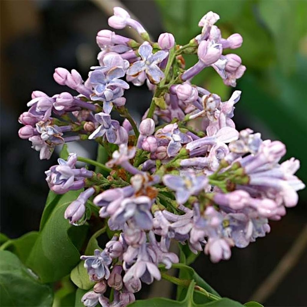 Syringa vulgaris Président Grevy - Common Lilac