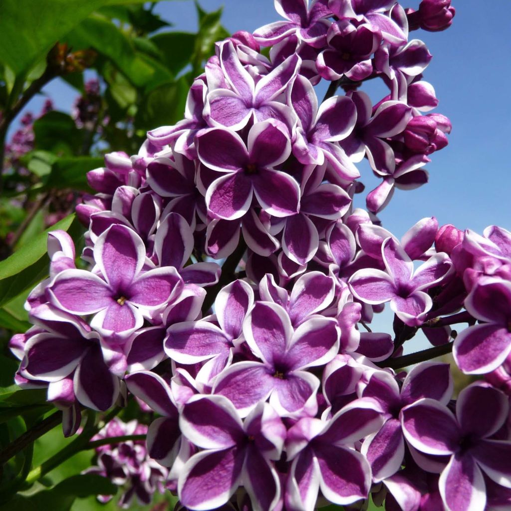Syringa vulgaris Sensation - Common Lilac