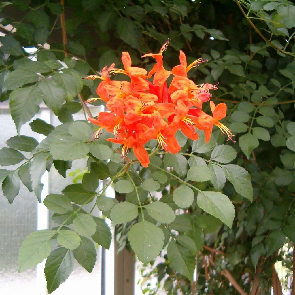 Tecoma capensis