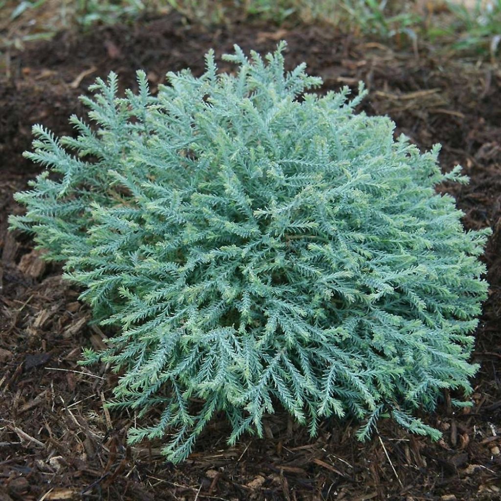 Thuya du Canada - Thuja occidentalis Pancake Concesarini