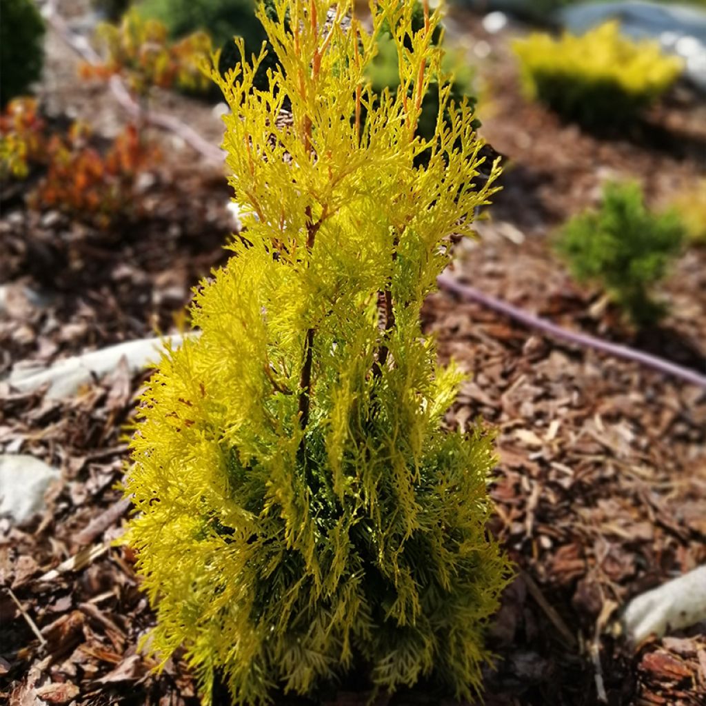 Thuja occidentalis Malonyana Aurea - Eastern White Cedar