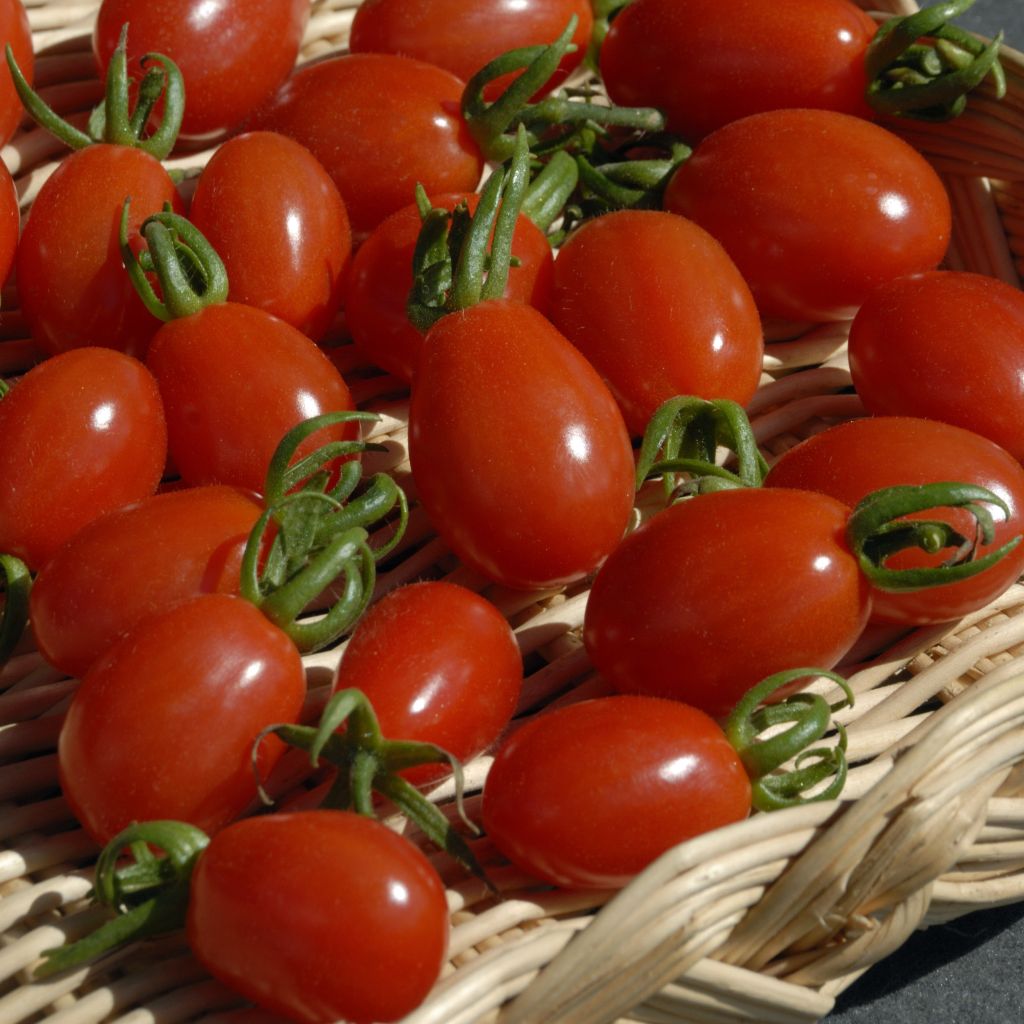 Tomato Aligote F1 - Vilmorin seeds