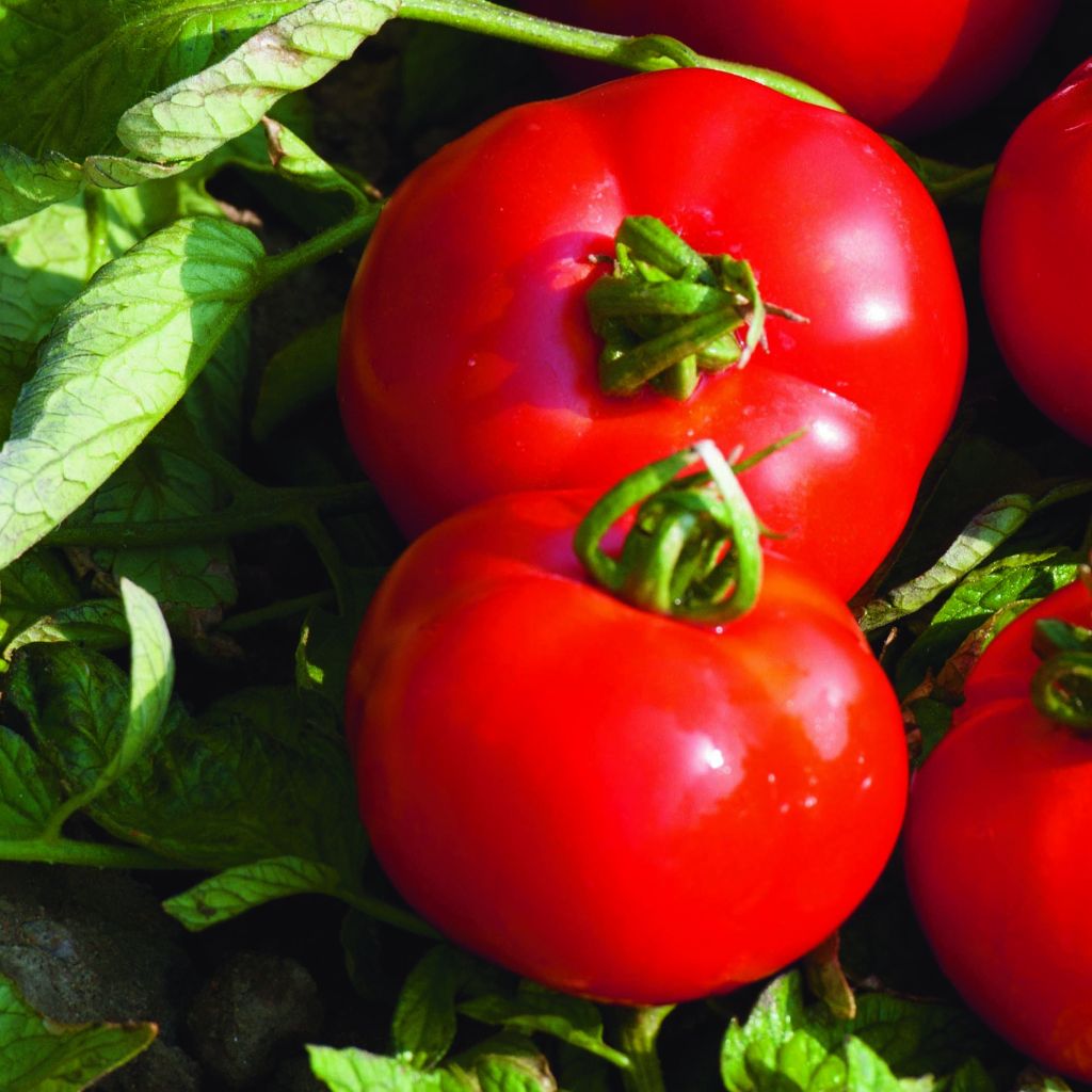 Tomato Furnace F1 Plants