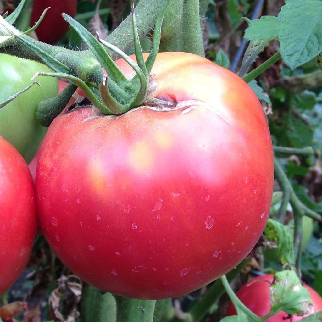 Tomato Crimson Crush GRAFTED plants