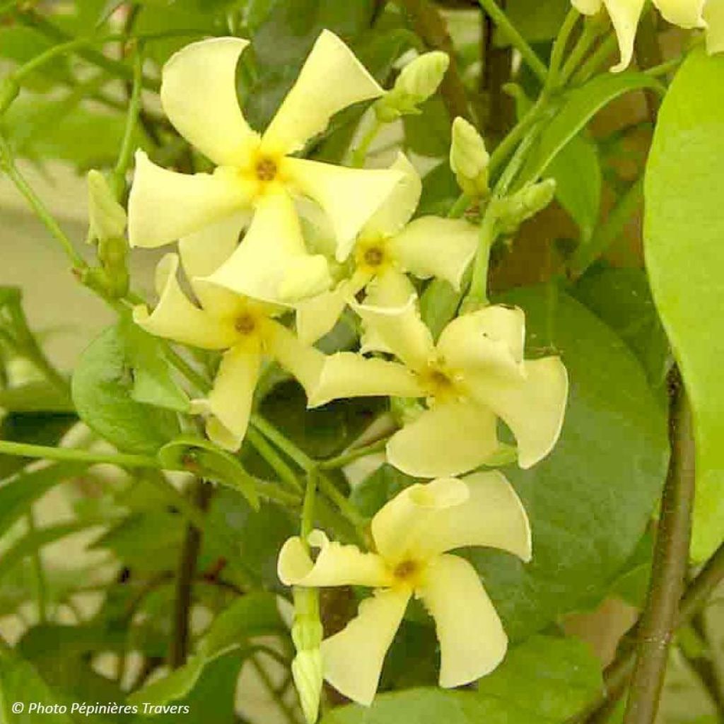 Trachelospermum asiaticum - Asian Jasmine