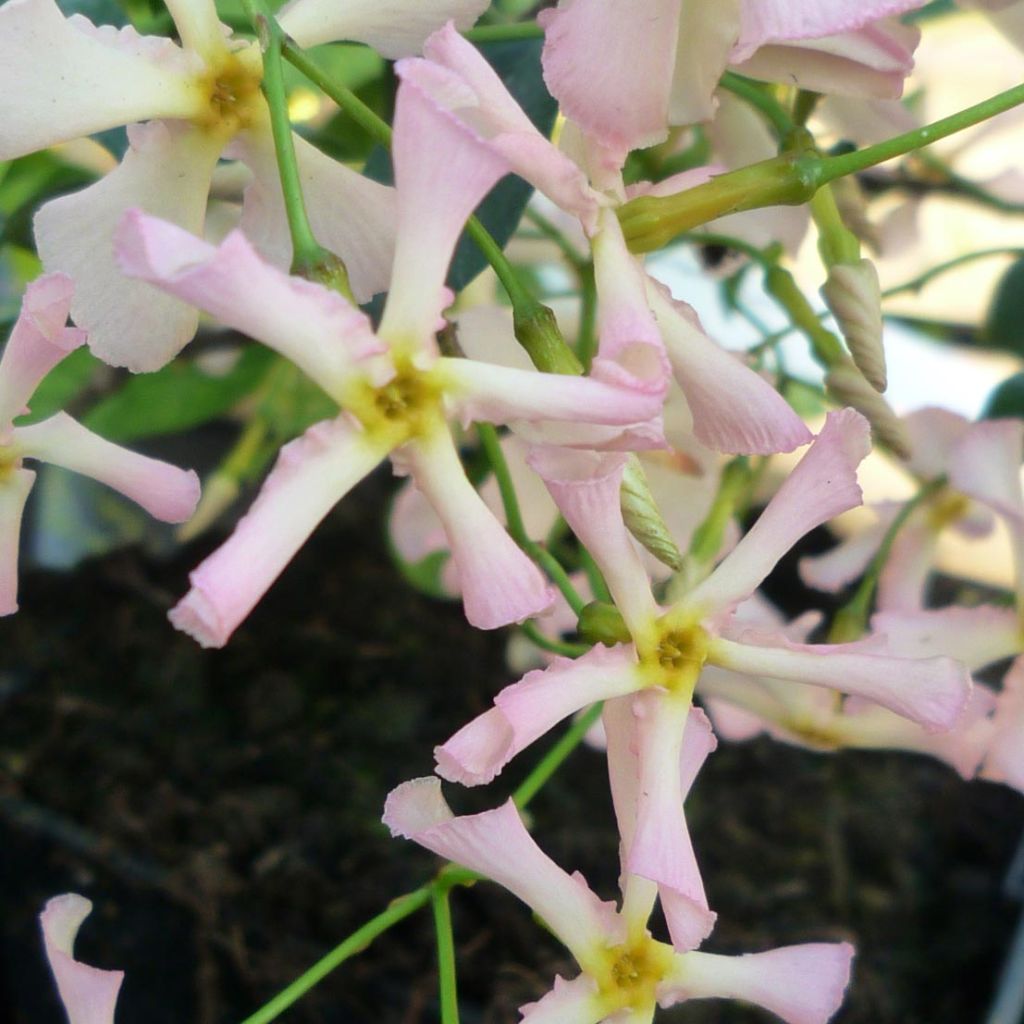 Trachelospermum asiaticum Pink Showers - Asian Jasmine