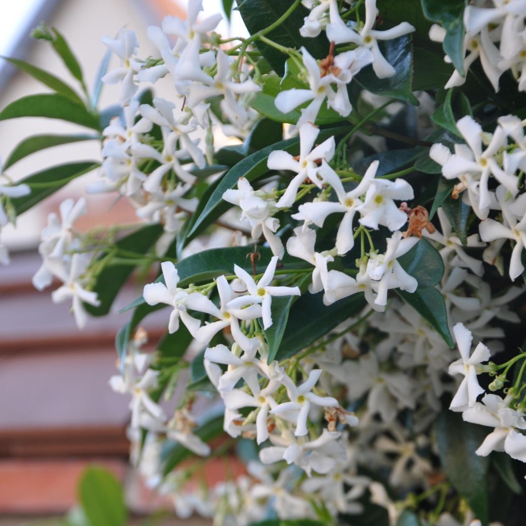 Trachelospermum jasminoides - Star Jasmine