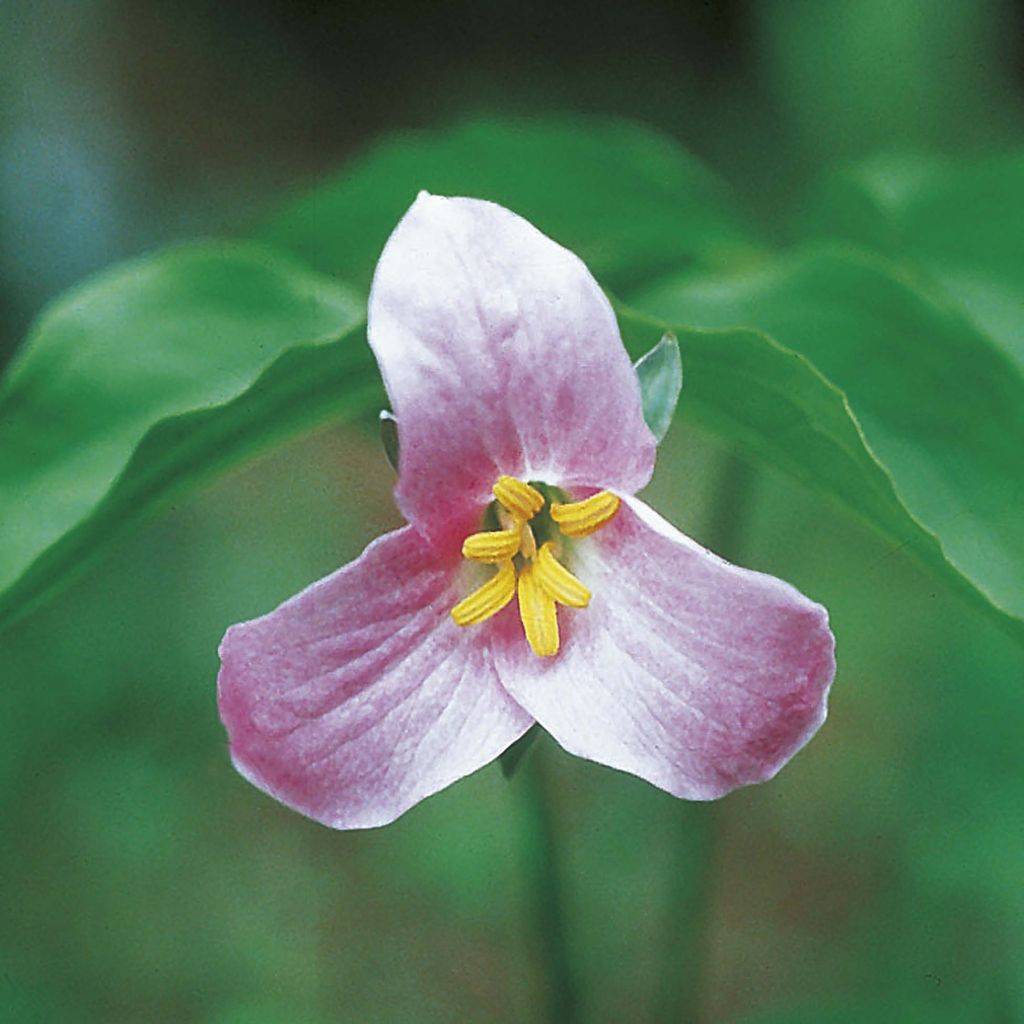 Trillium catesbaei