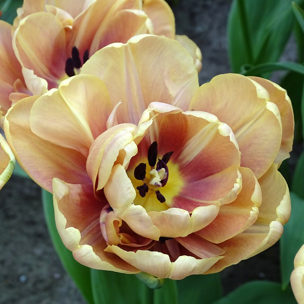 Tulipa La Belle Époque- Double Early Tulip