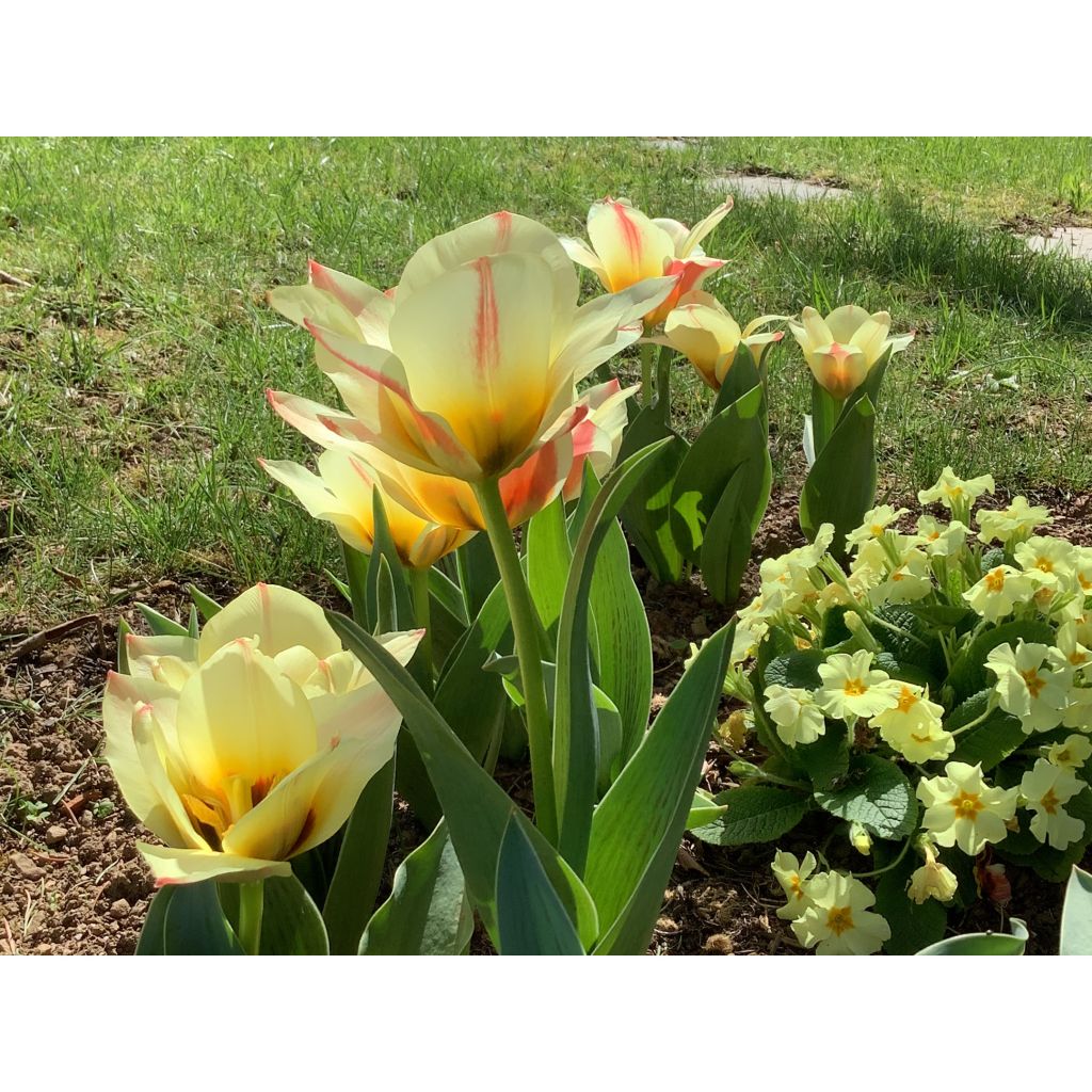 Tulipa kaufmanniana Johann Strauss