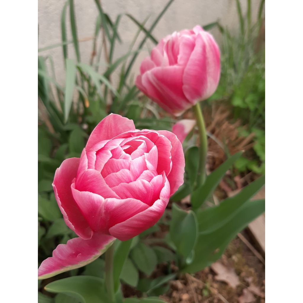 Tulipa Aveyron - Double Late Tulip