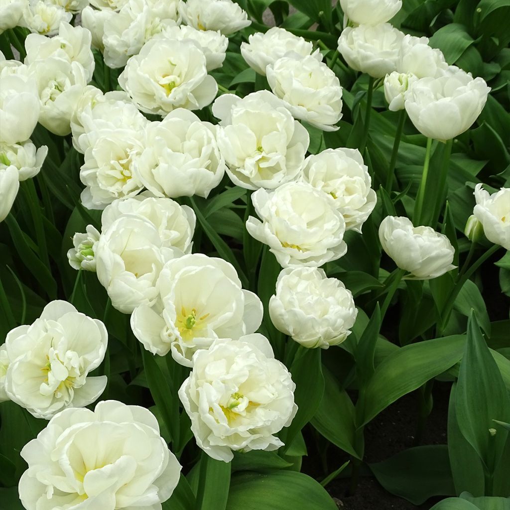 Tulipe double tardive White Heart