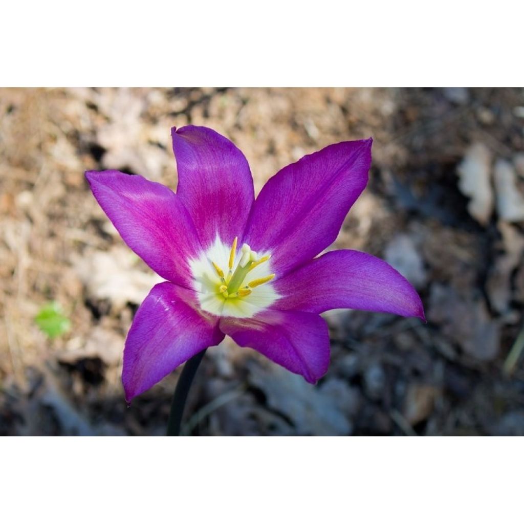 Tulipa Burgundy