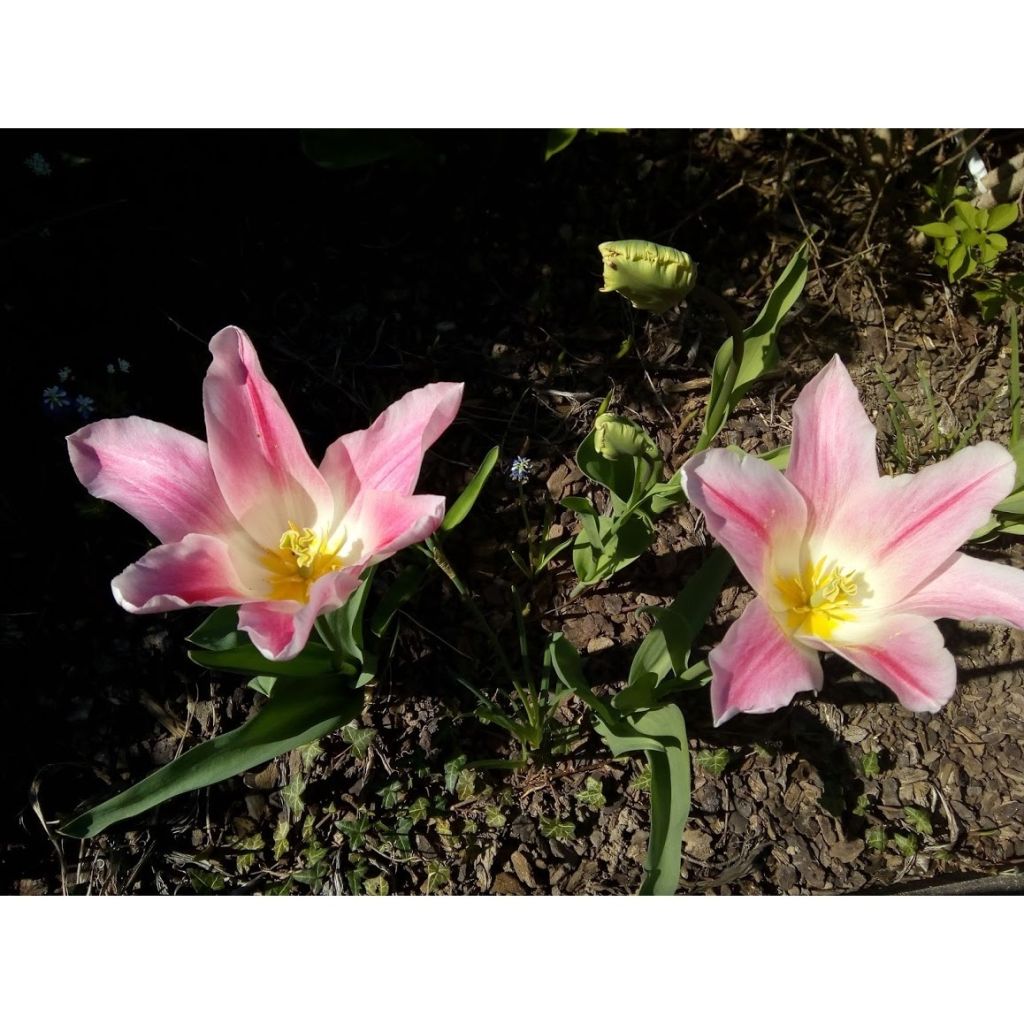 Tulipa Holland Chic - Lily-flowered Tulip